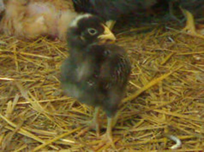 97148977_XMRDYZW - 3- Pui de gaina