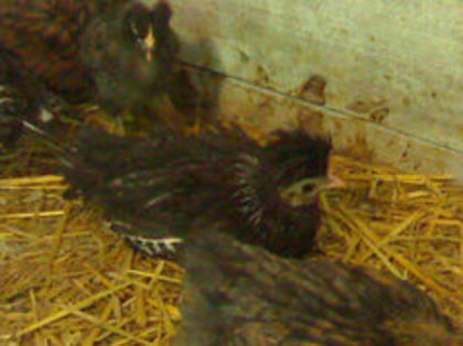 97148979_KFGLZVU3 - 3- Pui de gaina