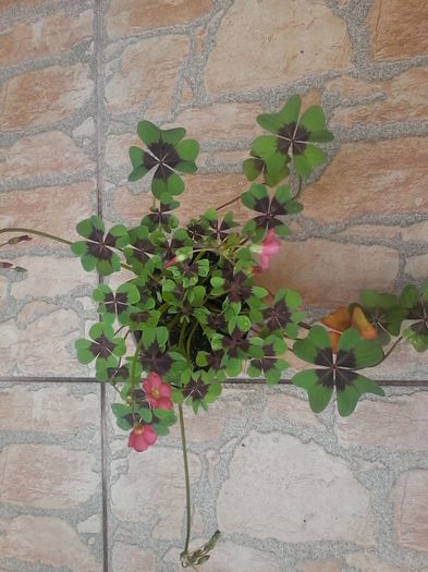 20140729_121109 - Oxalis