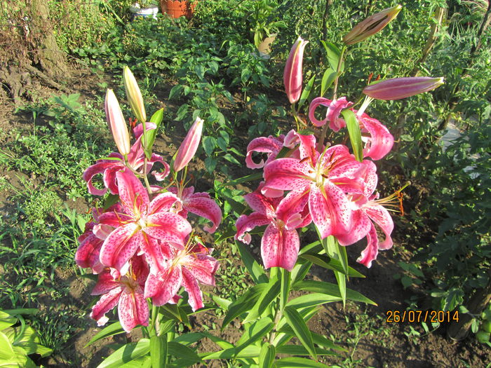 IMG_3622 - Flori de gradina-2014 Vara