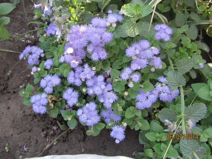 Ageratum-pufuleti - Flori de gradina-2014 Vara