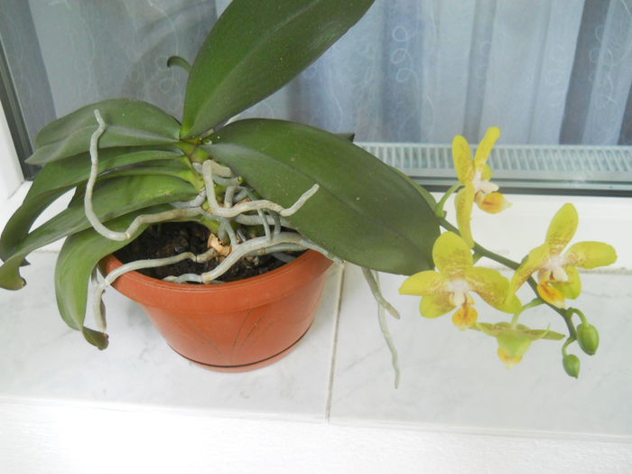 DSCN8494 - Flori apartament