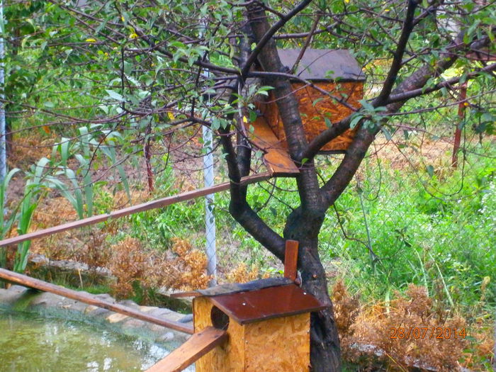 Copy of P7284325 - Gasca cu coama 2  perechI