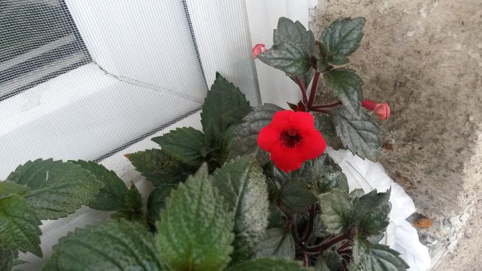 Red Elfe - Achimenes