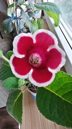  - Gloxinia