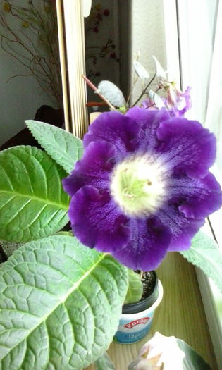  - Gloxinia