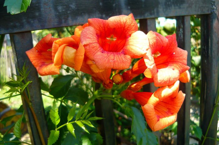 P1030287 - flori 2014