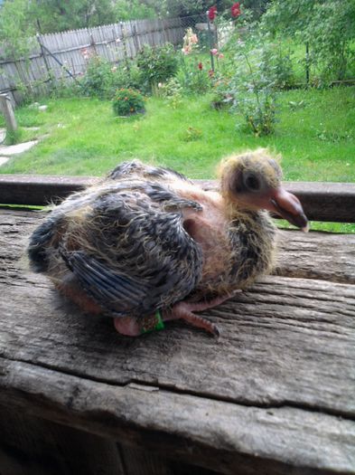 Fotografie193 - Porumbei Voiajori