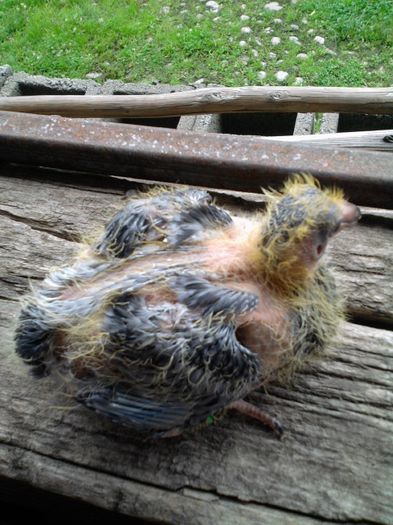 Fotografie195 - Porumbei Voiajori