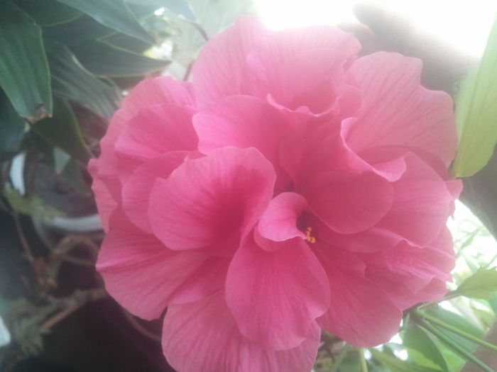 2014-07-14 13.43.19 - hibiscusi