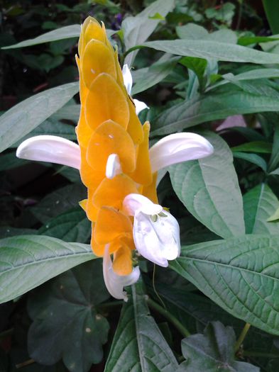 pachistachis
