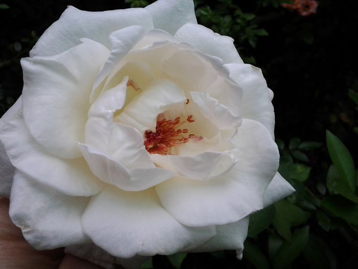 20140729_135310