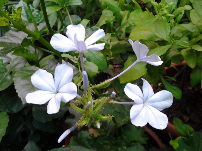 plumbago