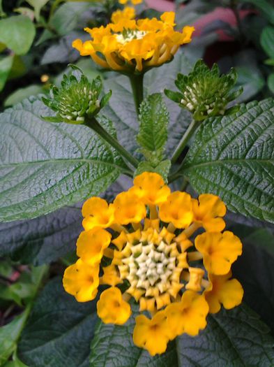 lantana