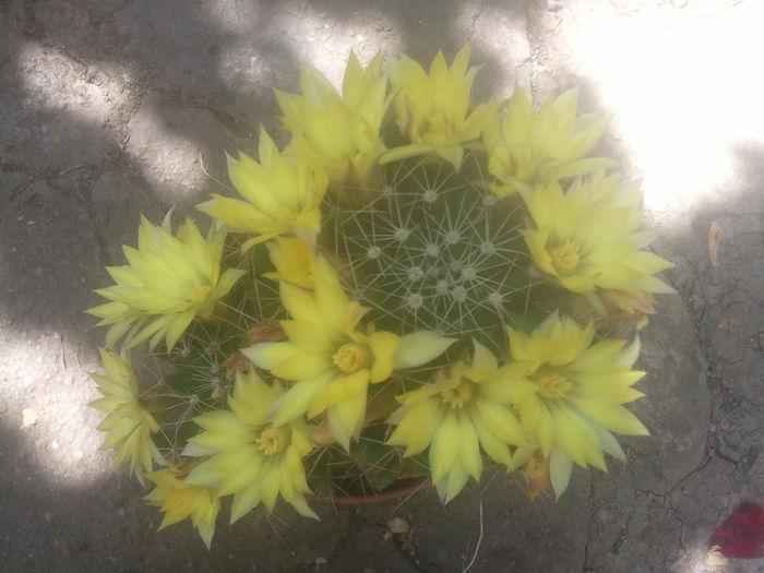 2014-07-20 11.53.49 - cactusi