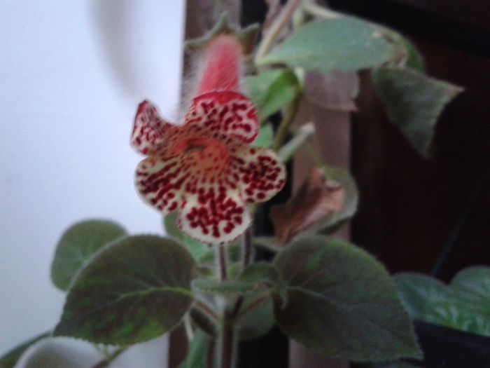 kohleria bibbi