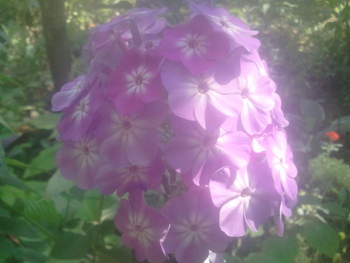 2014-07-21 11.32.56 - phlox