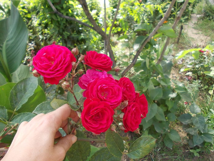 un buchet - trandafiri