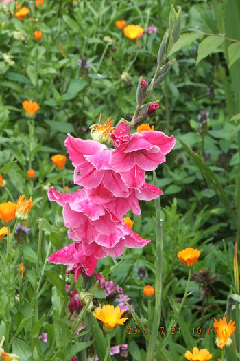 DSCF3506 - Gladiole 2014