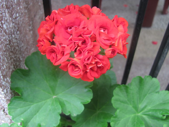 Pela_Scarlet_Rambler