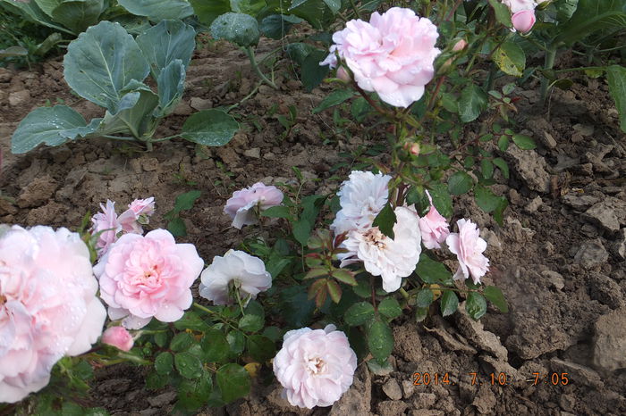DSCF3390 - Trandafiri 2014