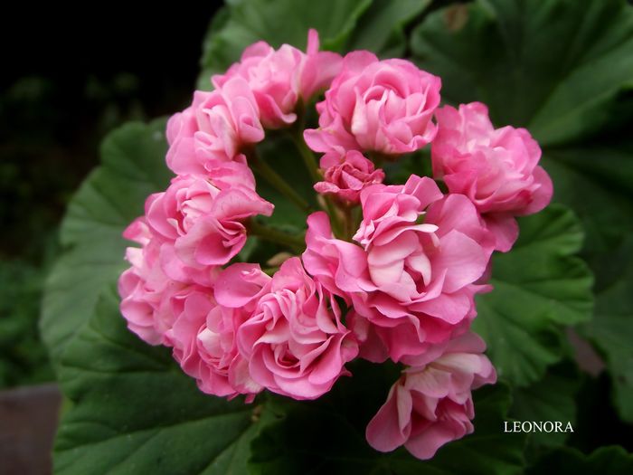 australian pink rosebud 4