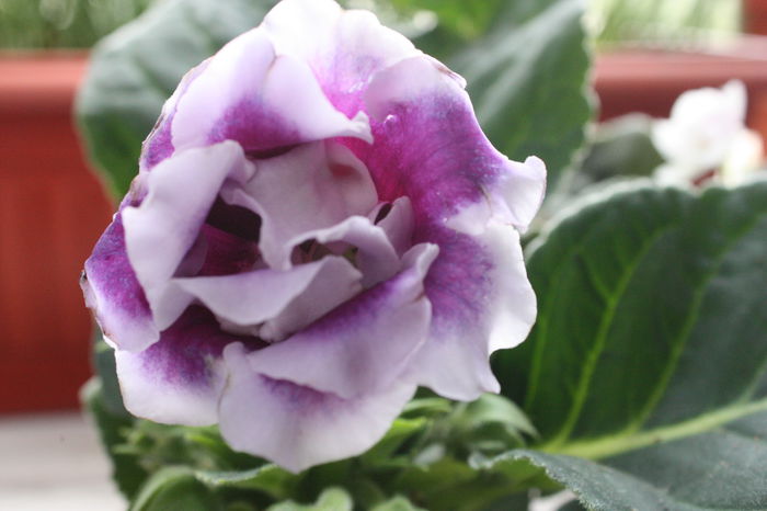 IMG_2871; De la elluta draguta
