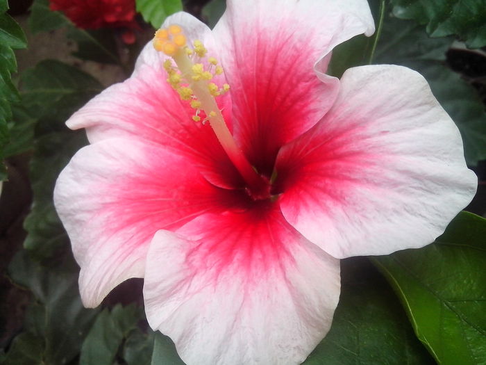 new folder 2 662 - hibiscusi 2014-1