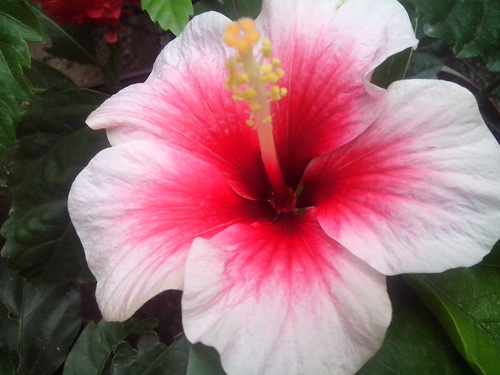 new folder 2 663 - hibiscusi 2014-1