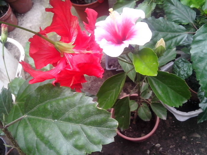 new folder 2 667 - hibiscusi 2014-1