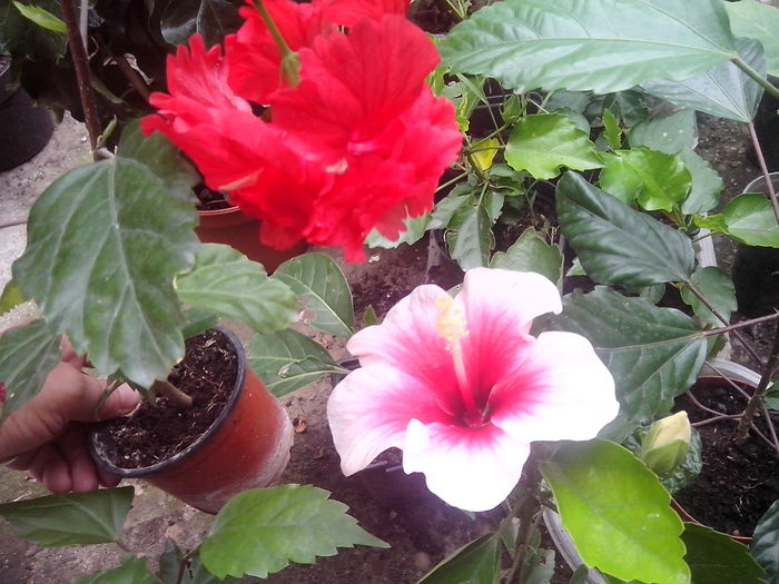 new folder 2 668 - hibiscusi 2014-1