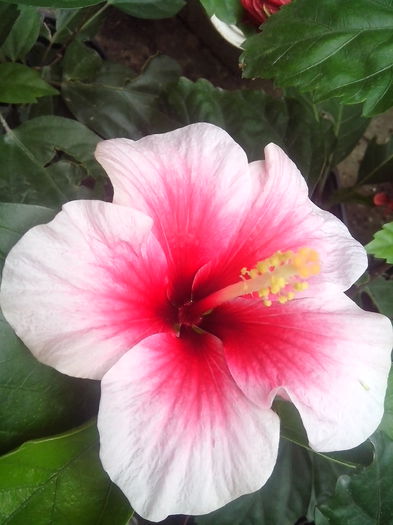 new folder 2 656 - hibiscusi 2014-1