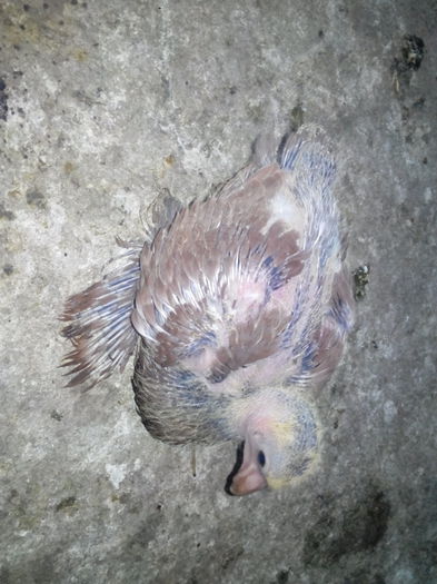 IMG_20140729_174659791