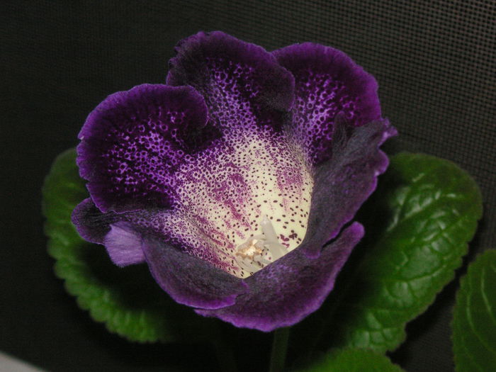 Tigrina Blue Leopard