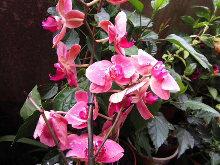 IMG_3592 - Orhidei