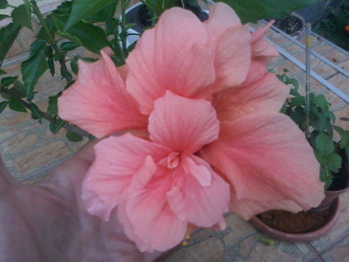 20140729_205408 - Hibiscus 2014-2015