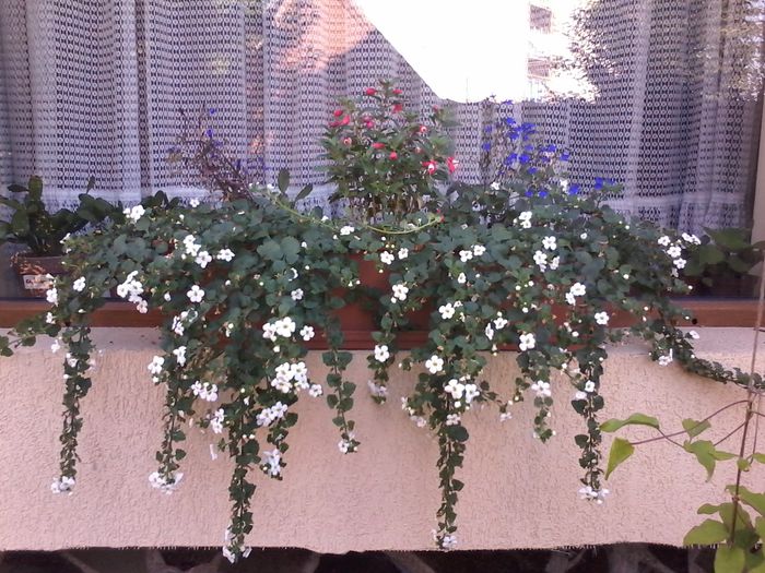 20140720_183856 - FLORILE  MELE