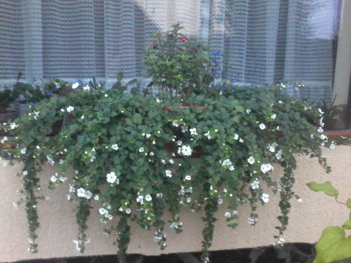 20140729_205014 - FLORILE  MELE