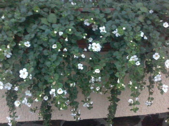 20140729_205006 - FLORILE  MELE