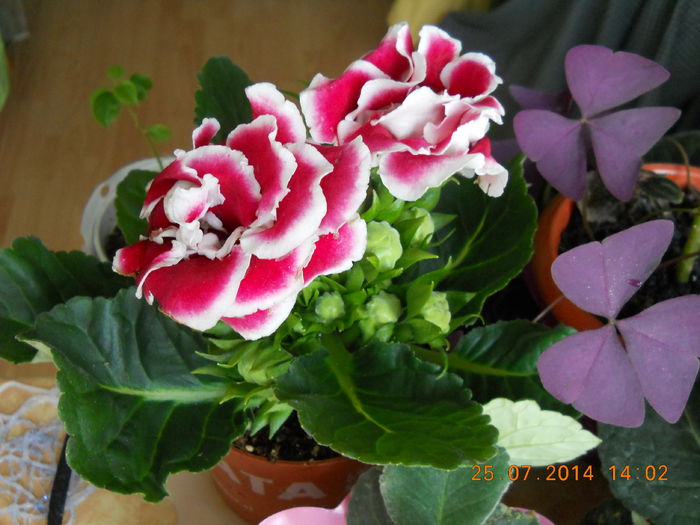001 - GLOXINII 2014