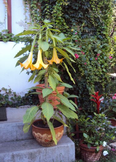 DSC01125 - 2014 Gradina