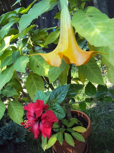 DSC01129 - 2014 Gradina