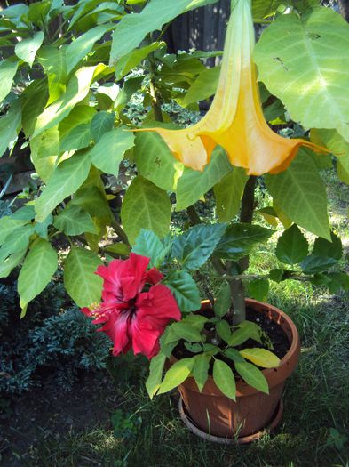 DSC01130 - 2014 Gradina