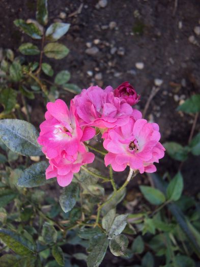 DSC01135 - Orléans Rose