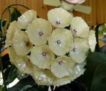 hoya campanulata