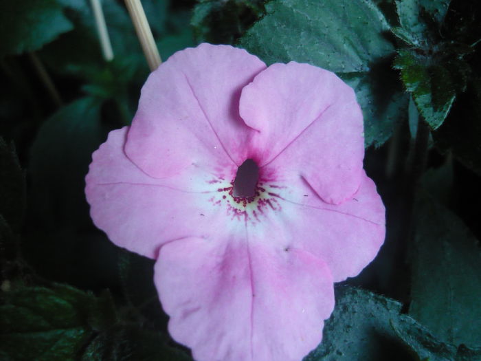 P1070186 - achimenes 2014