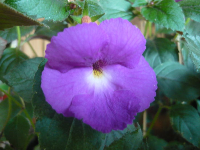 purple king - achimenes 2014