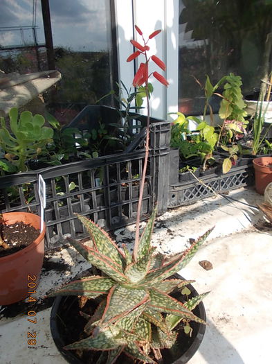 aloe starfish - 2014