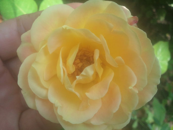 2014-07-21 11.28.29 - trandafiri