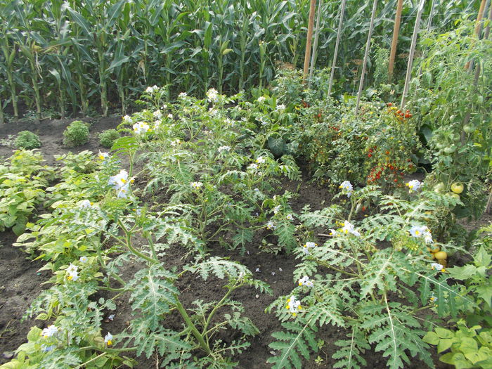  - SEMINTE LITSCHI TOMATE - T 295 SOLANUM SISYMBRIFOLIUM